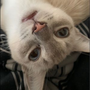 Meet your Posher, Frances